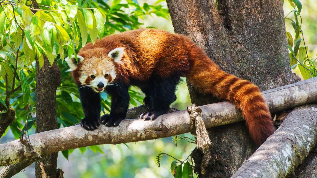 Red Panda